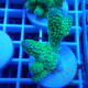 Acropora humilis fidji acro8148