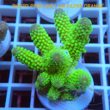 Acropora humilis fidji acro8149