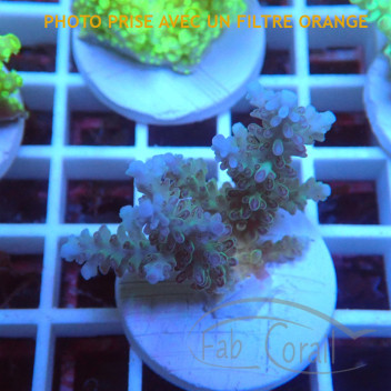 Acropora humilis fidji acro8150