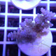 Acropora humilis fidji acro8150