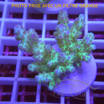 Acropora sarmentosa fidji acro8159