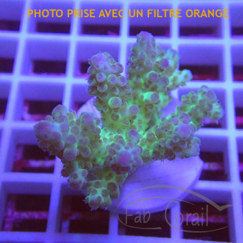 Acropora sarmentosa fidji acro8160