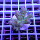 Acropora sarmentosa fidji acro8160