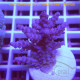 Acropora sp fidji acro8162