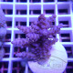 Acropora sp fidji acro8162