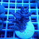 Acropora sp fidji acro8162