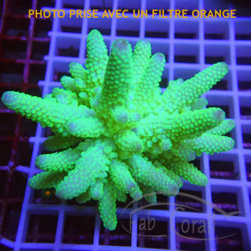 Acropora sp fidji acro8165