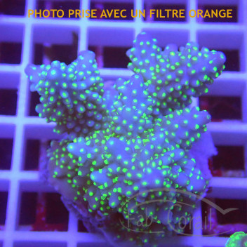 Acropora sarmentosa fidji acro8173