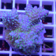 Acropora sarmentosa fidji acro8173