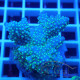 Acropora sarmentosa fidji acro8173