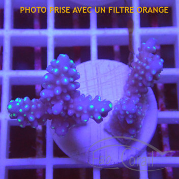 Acropora humilis fidji acro8176