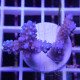 Acropora humilis fidji acro8176