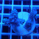 Acropora humilis fidji acro8176