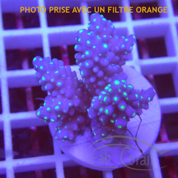 Acropora sp fidji acro8177