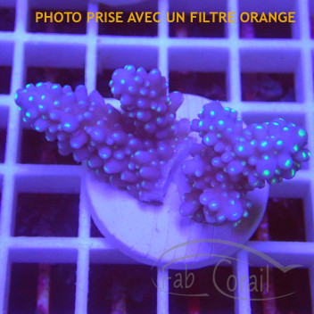 Acropora sp fidji acro8178