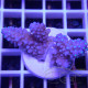 Acropora sp fidji acro8178