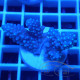 Acropora sp fidji acro8178