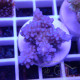 Acropora sp fidji acro8179