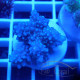 Acropora sp fidji acro8179