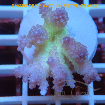 Acropora sp fidji acro8180