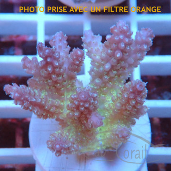 Acropora sp fidji acro8181