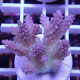 Acropora sp fidji acro8181