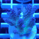 Acropora sp fidji acro8181