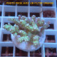 Acropora subulata Australie acro8185