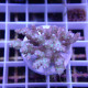 Acropora subulata Australie acro8185