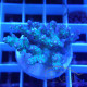 Acropora subulata Australie acro8185