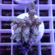 Acropora subulata Australie acro8186