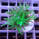 Euphyllia glabrescens vert pointe blanche Mariculture euphy3856