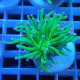 Euphyllia glabrescens vert pointe blanche Mariculture euphy3856