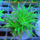 Euphyllia glabrescens vert pointe blanche Mariculture euphy3858