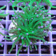 Euphyllia glabrescens vert pointe blanche Mariculture euphy3858