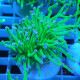 Euphyllia glabrescens vert pointe blanche Mariculture euphy3858