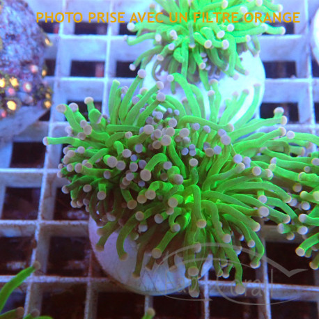 Euphyllia glabrescens vert pointe blanche Mariculture euphy3865