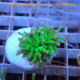 Euphyllia glabrescens vert pointe blanche Mariculture euphy3866