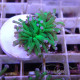 Euphyllia glabrescens vert pointe blanche Mariculture euphy3866