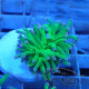 Euphyllia glabrescens vert pointe blanche Mariculture euphy3866