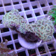 Euphyllia glabrescens holygrail 2 têtes Mariculture euphy3871