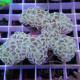 Euphyllia ancora Mariculture euphy3872