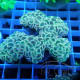 Euphyllia ancora Mariculture euphy3872