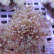 Euphyllia ancora Mariculture euphy3873