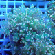 Euphyllia yayamensis Mariculture euphy3874