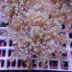 Euphyllia yayamensis Mariculture euphy3875