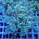 Euphyllia yayamensis Mariculture euphy3875