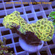 Euphyllia glabrescens holygrail 2 têtes Mariculture euphy3871