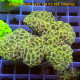 Euphyllia ancora Mariculture euphy3872