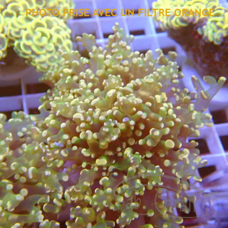 Euphyllia ancora Mariculture euphy3873